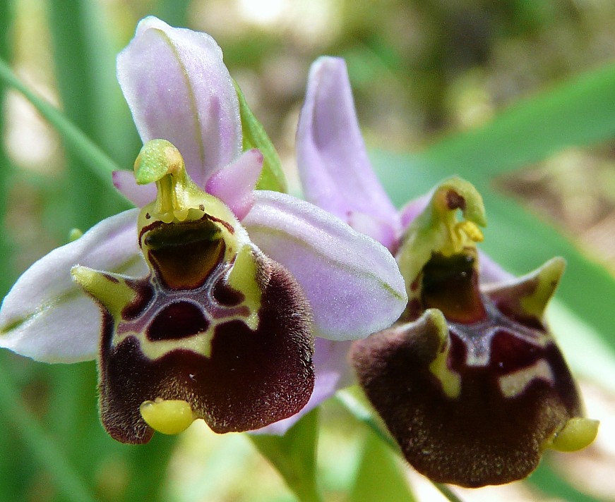 Variabilita'' di Ophrys holosericea (=O. fuciflora)....